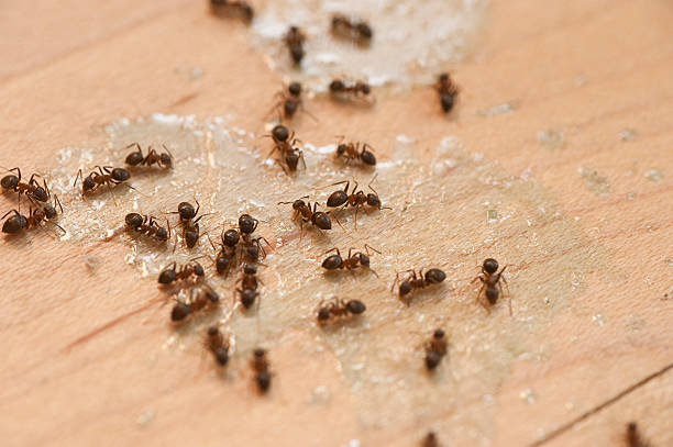 Best Pest Inspection Near Me  in Pineville, LA