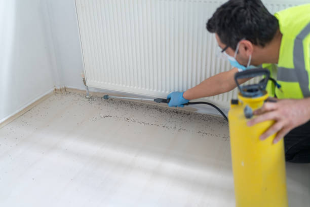 Best Ant Control Services  in Pineville, LA