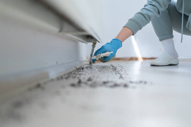 Best Termite Control Services  in Pineville, LA